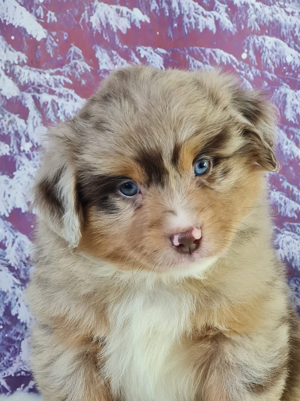 Berger Américain Miniature  - du mont de la chenaie