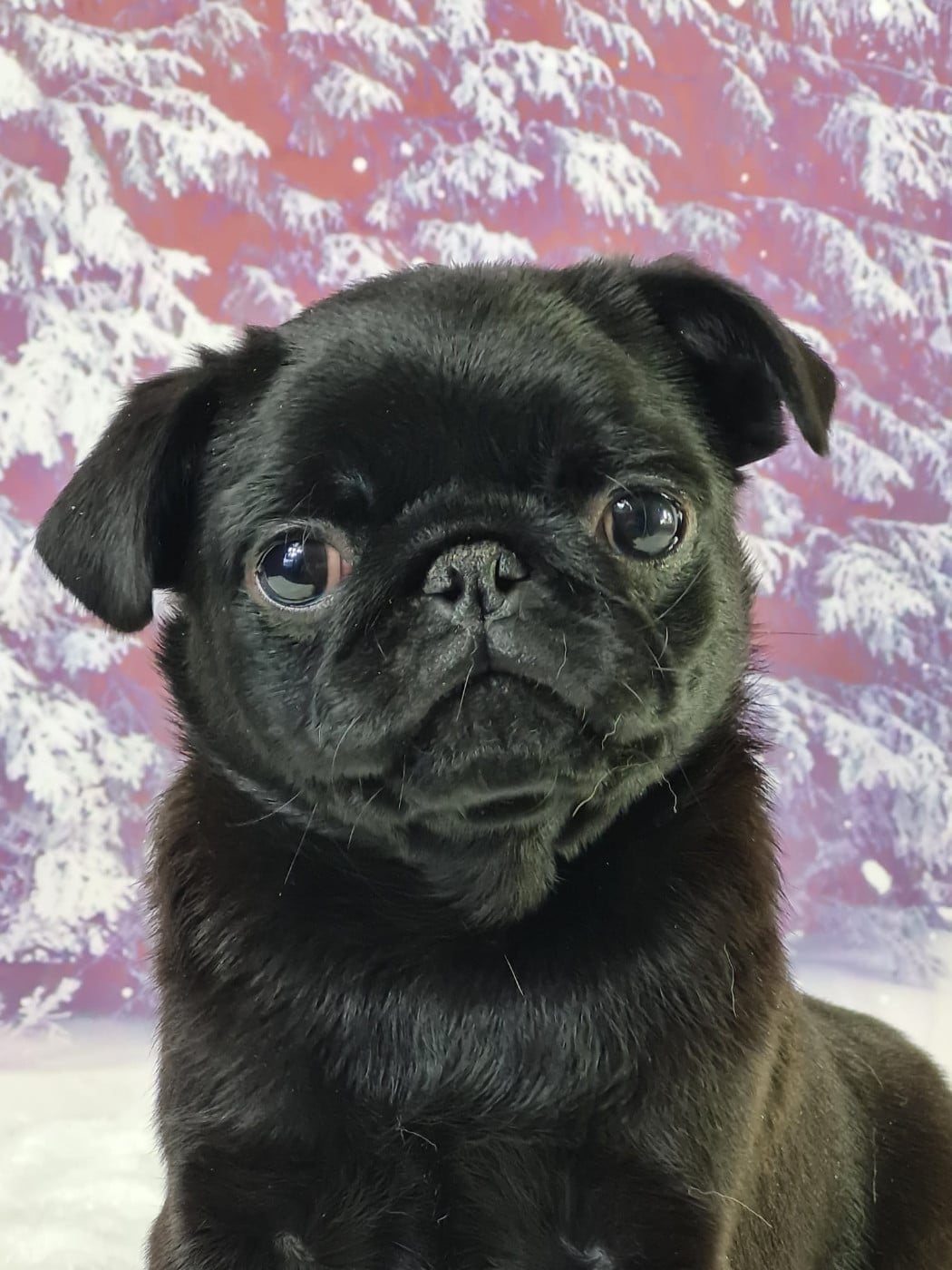 Carlin - du mont de la chenaie