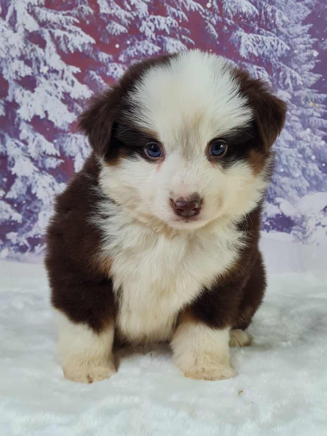 Berger Américain Miniature  - du mont de la chenaie