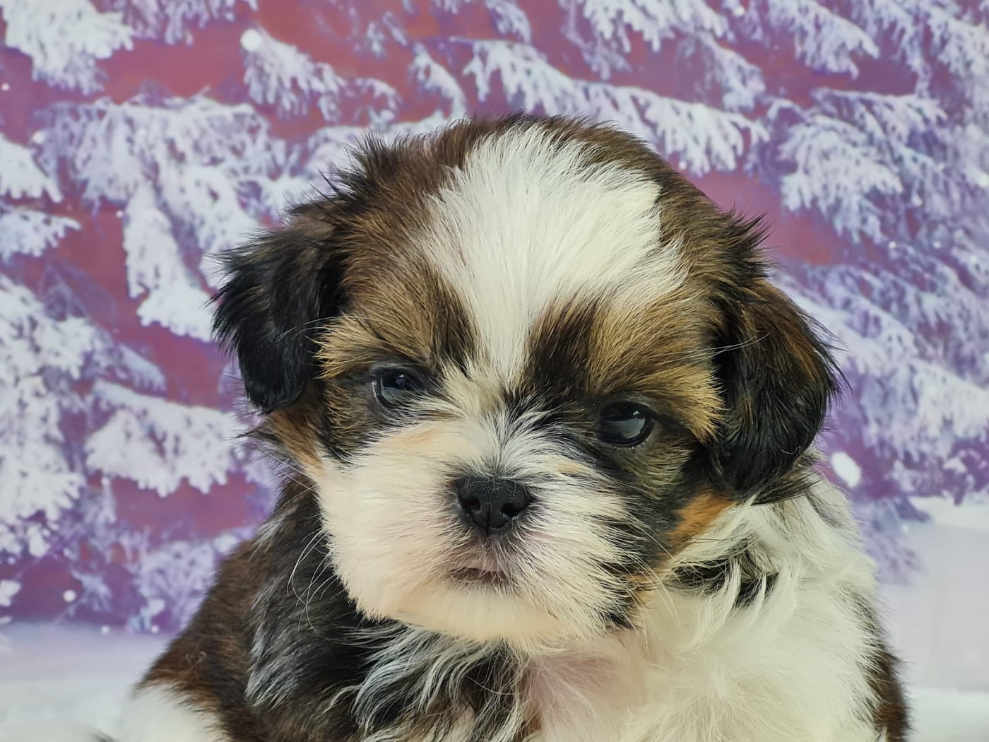 Shih Tzu - du mont de la chenaie