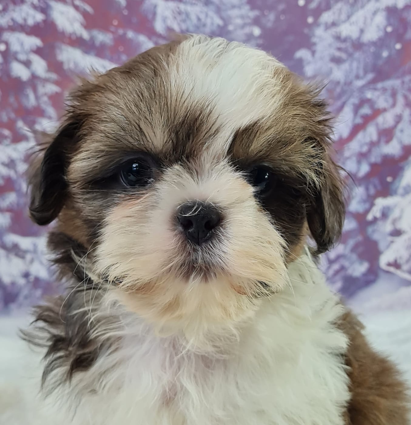Shih Tzu - du mont de la chenaie