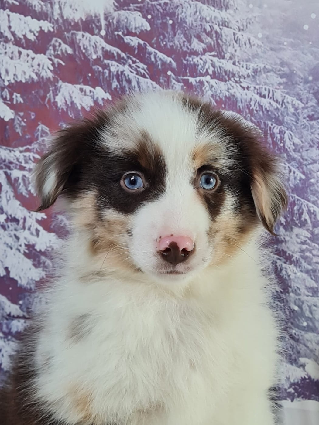 Berger Américain Miniature  - du mont de la chenaie