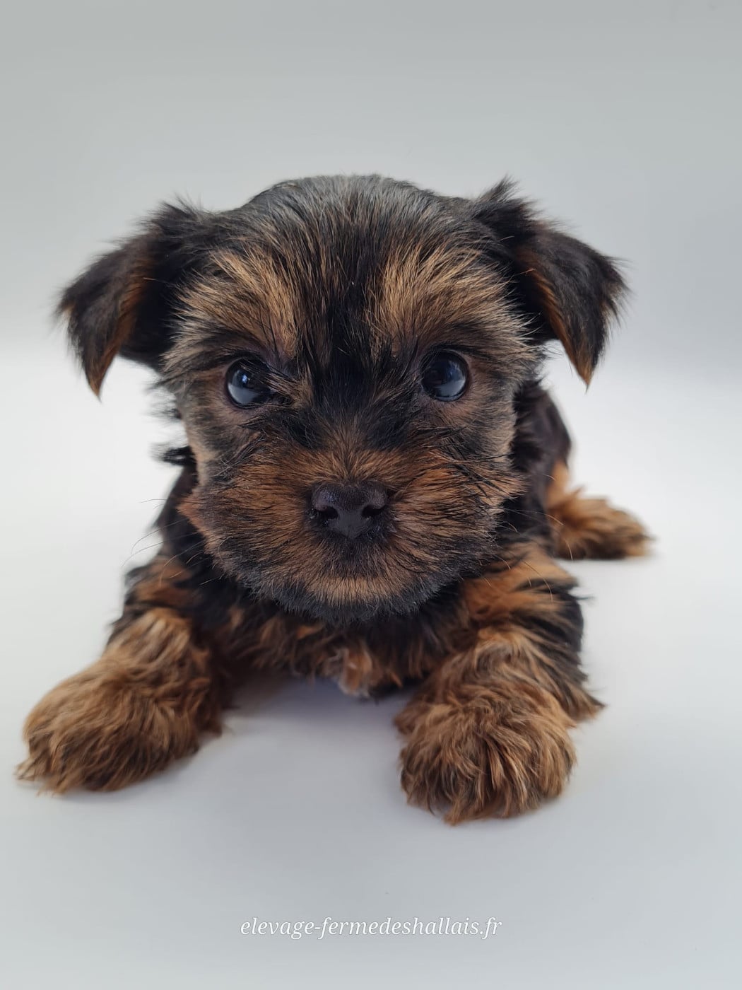 Yorkshire Terrier - du mont de la chenaie