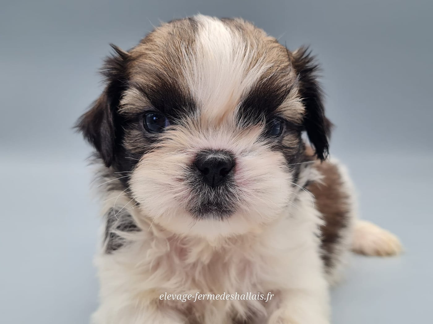 Shih Tzu - du mont de la chenaie