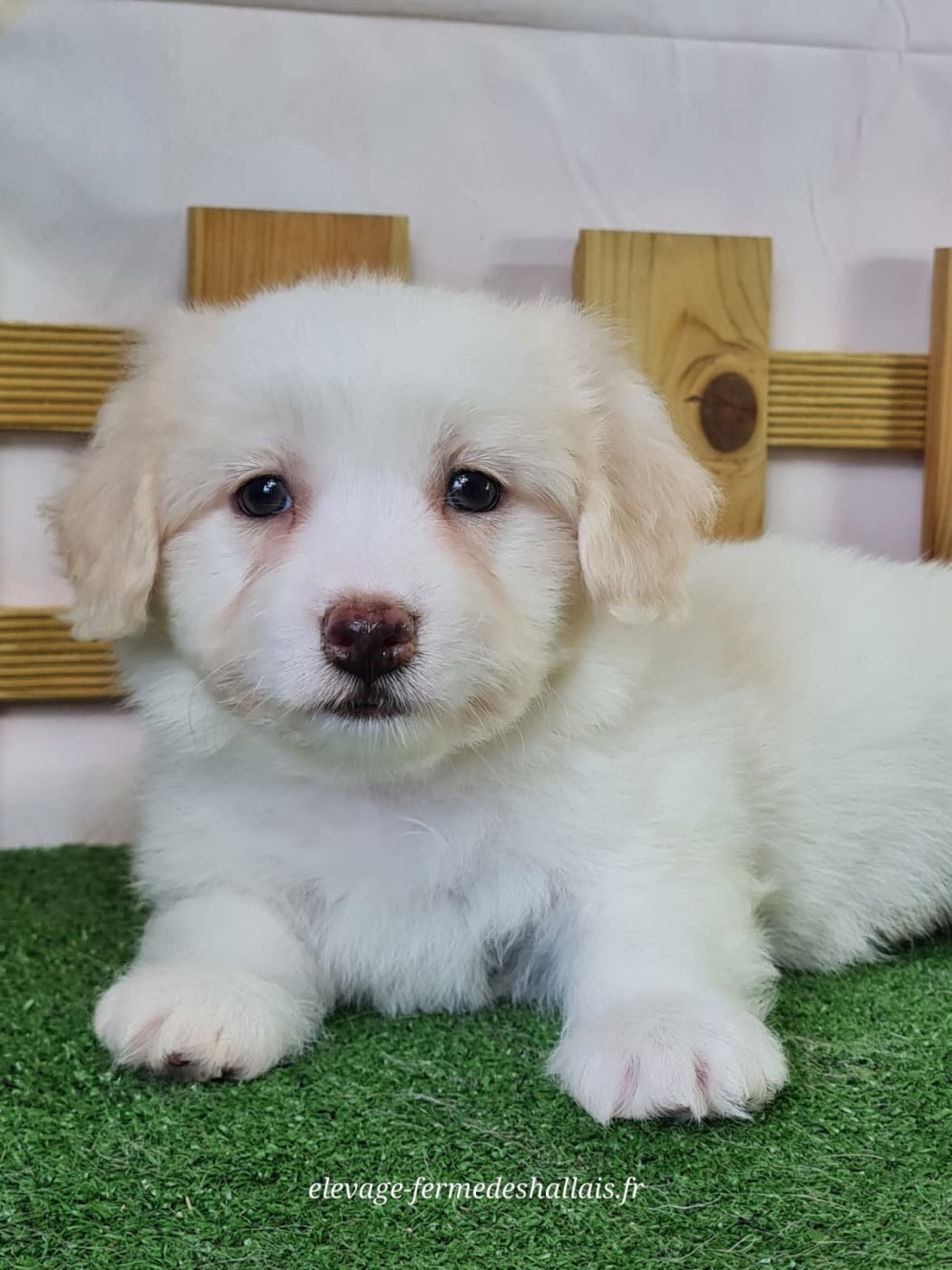 Coton de Tulear - du mont de la chenaie