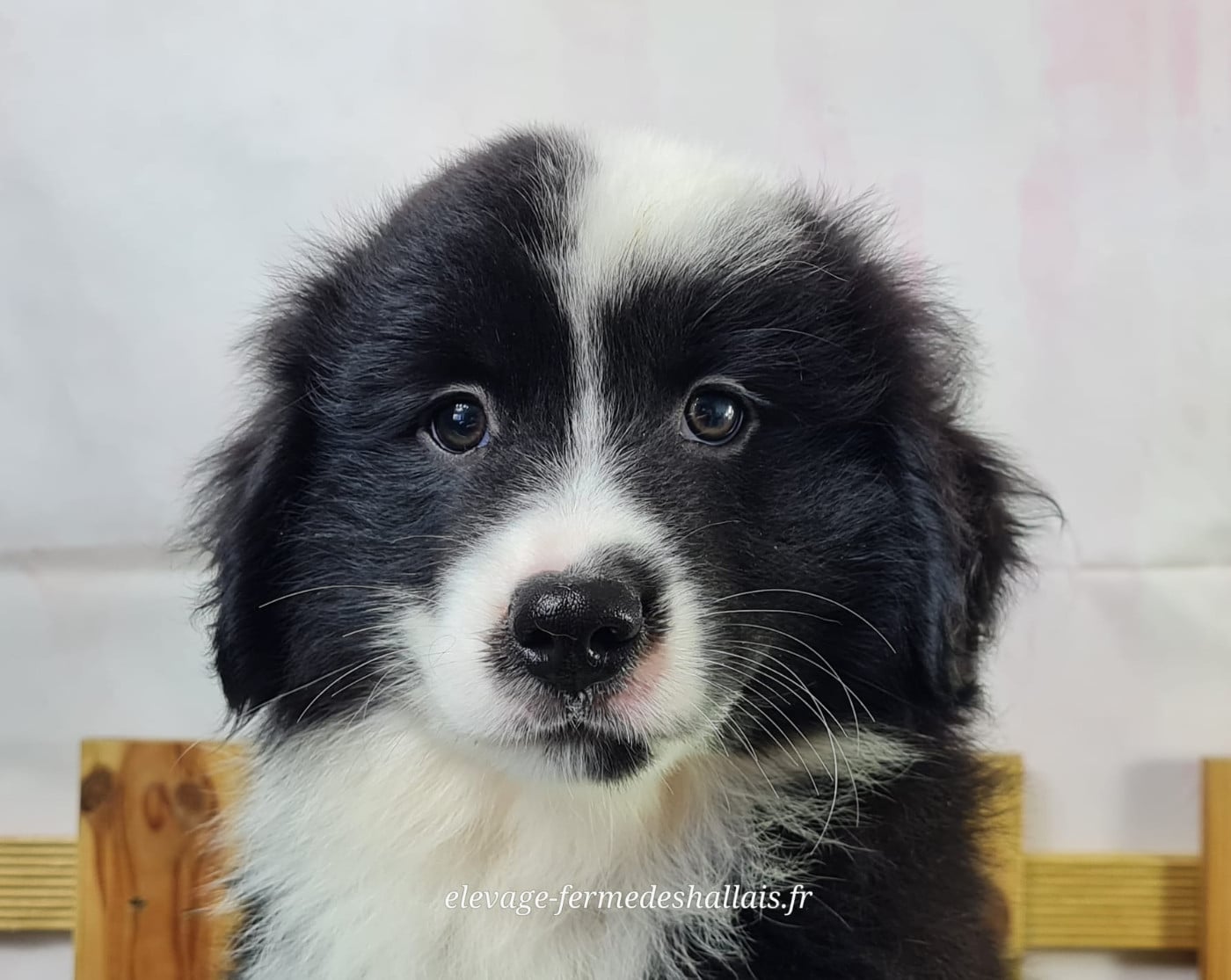 Chiot Berger Américain Miniature