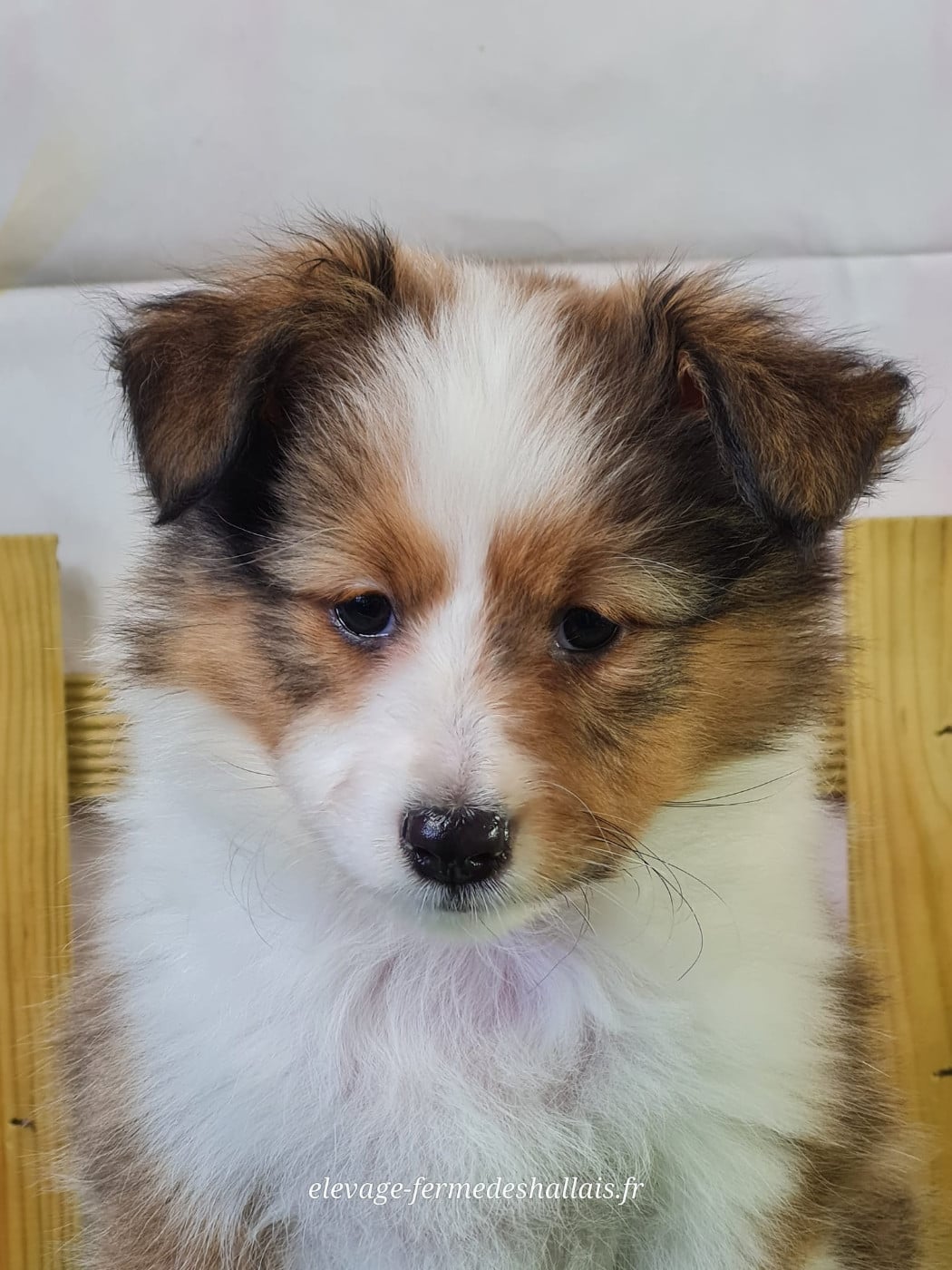 Shetland Sheepdog - du mont de la chenaie