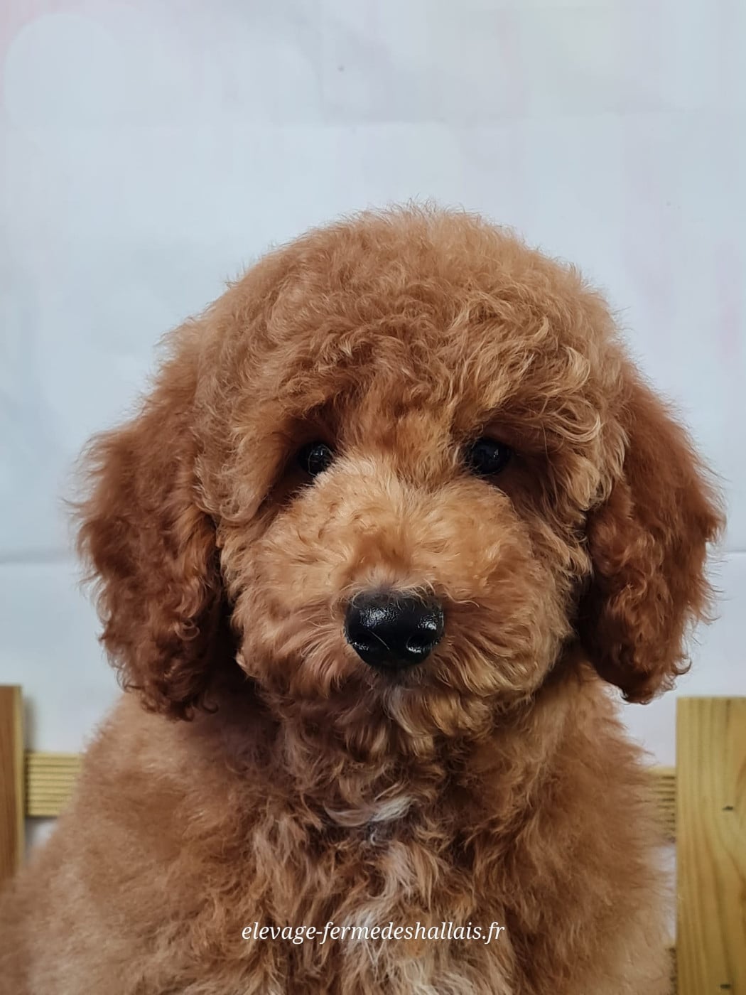 Caniche - Du Mont De La Chenaie