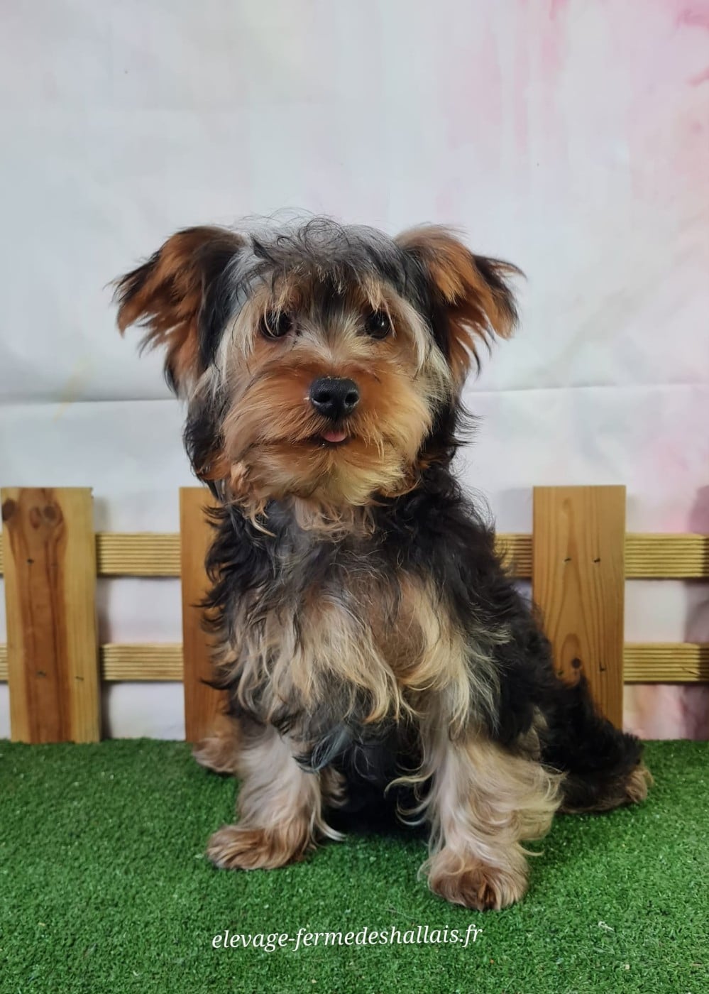 Yorkshire Terrier - Du Mont De La Chenaie