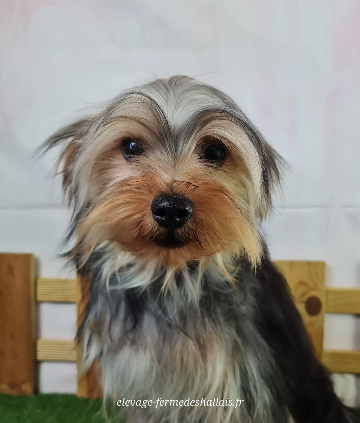 Yorkshire Terrier - Du Mont De La Chenaie