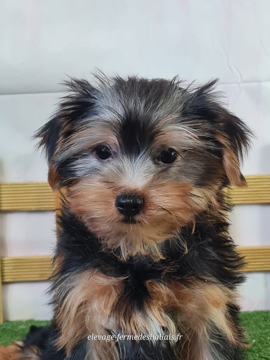 Yorkshire Terrier - Du Mont De La Chenaie
