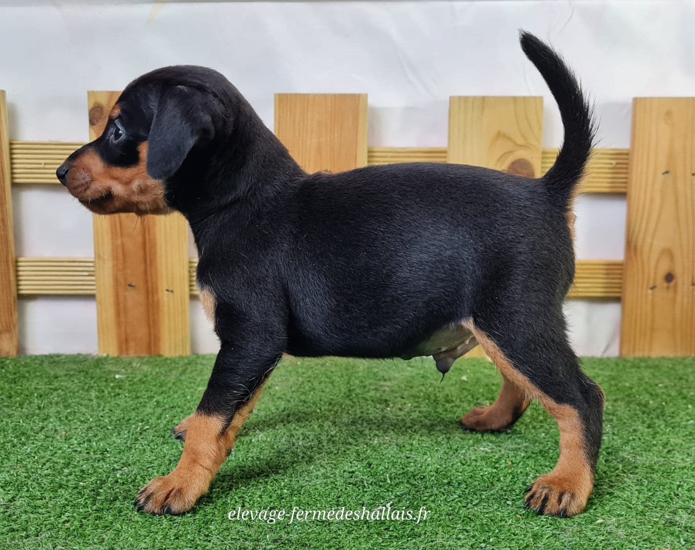 Chiot N°1