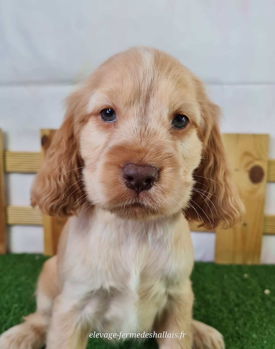 Chiot Cocker Spaniel Anglais