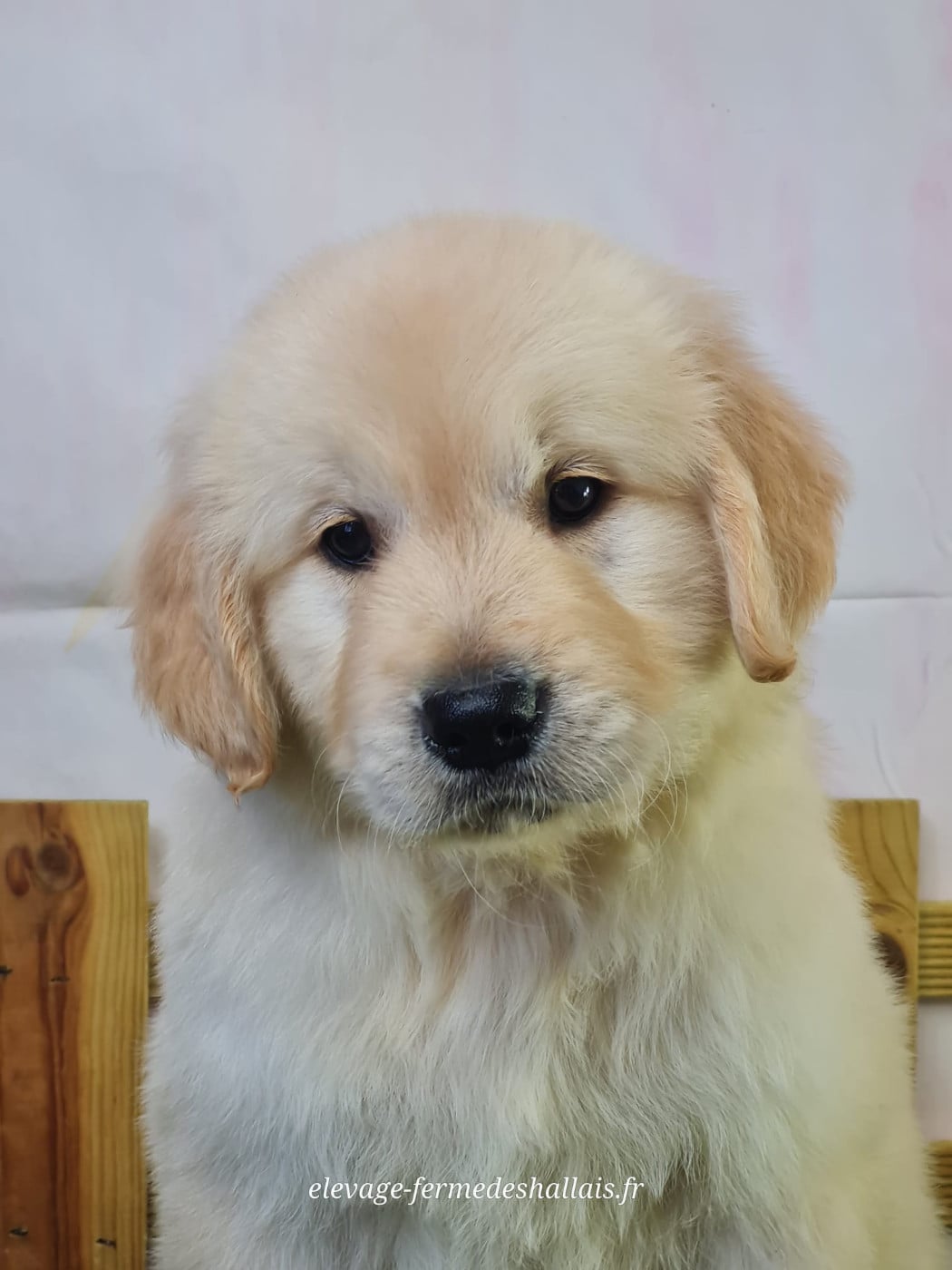 Golden Retriever - Du Mont De La Chenaie