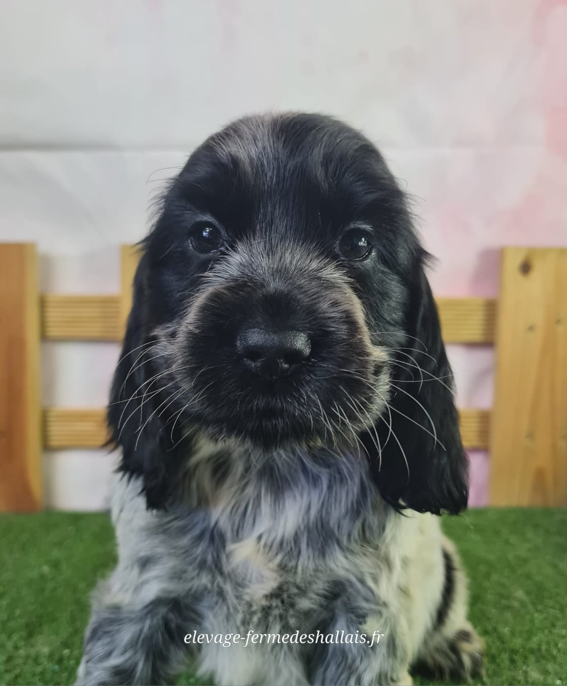 Cocker Spaniel Anglais - Du Mont De La Chenaie