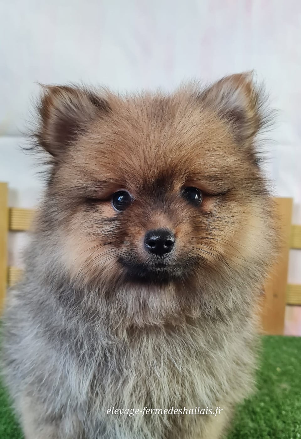 Chiot Spitz allemand