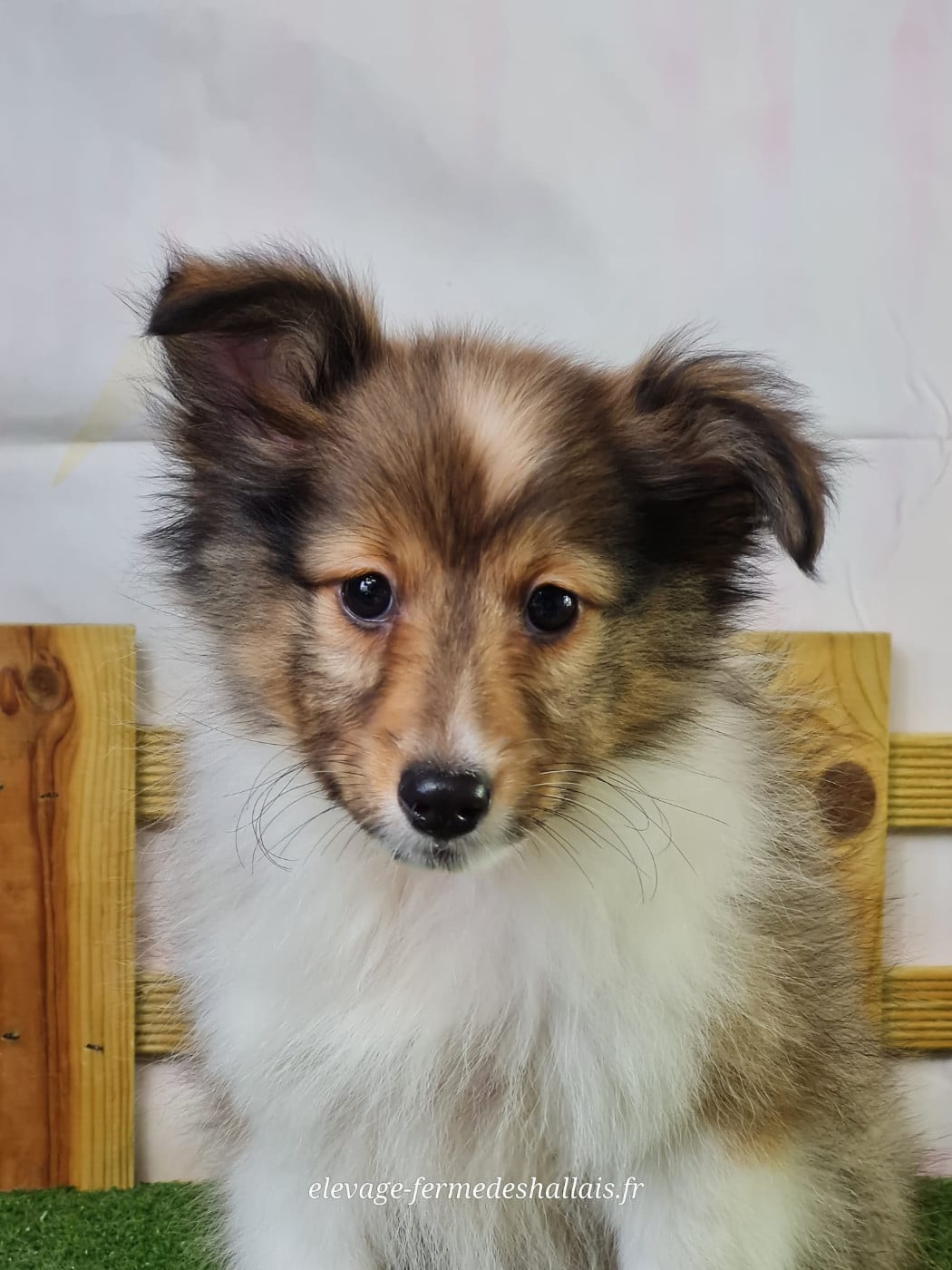 Chiot Shetland Sheepdog