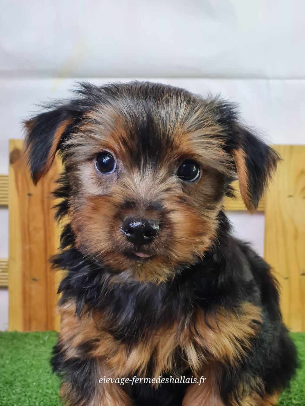 Yorkshire Terrier - Du Mont De La Chenaie