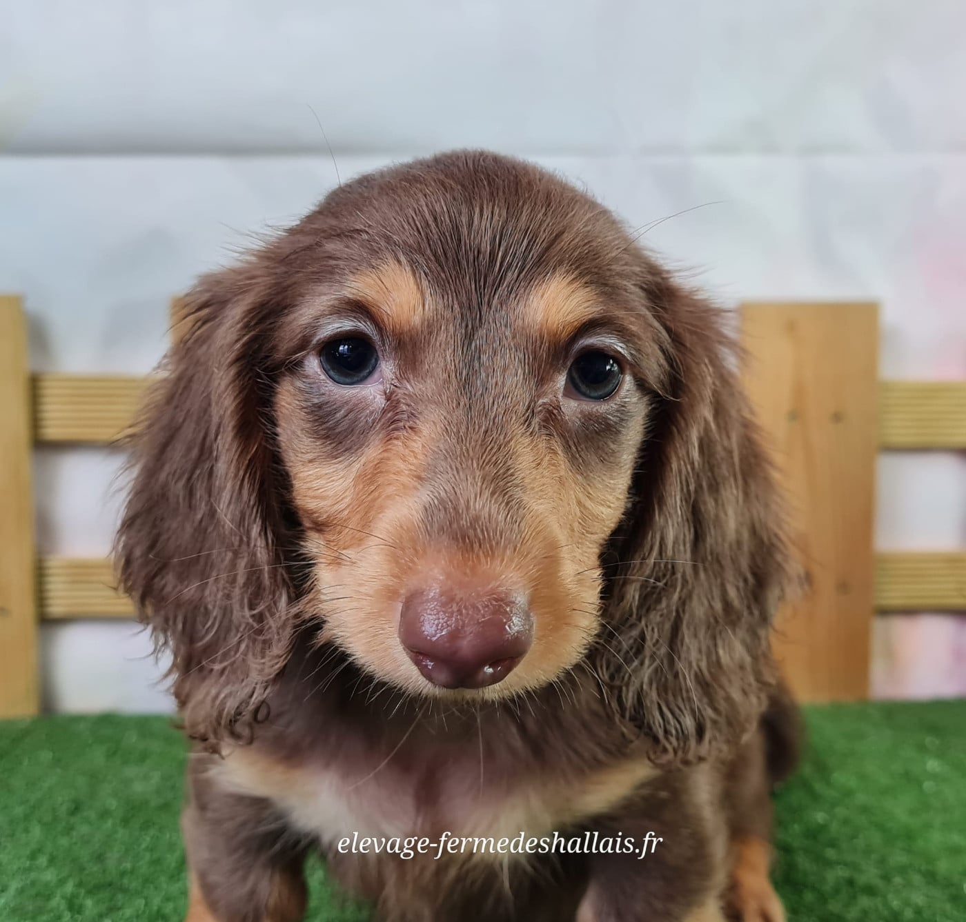 Chiot Teckel poil long