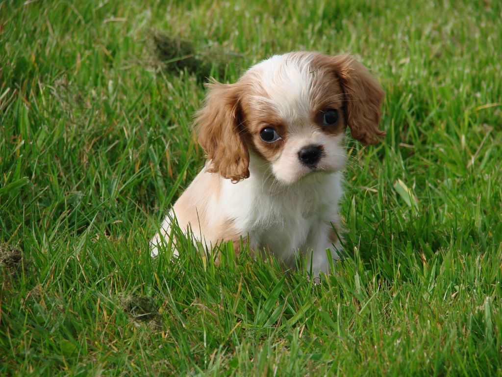 Nom Du Cavalier King Charles Pix