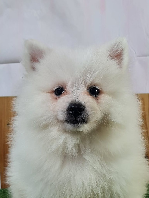 Les chiots de Volpino Italiano