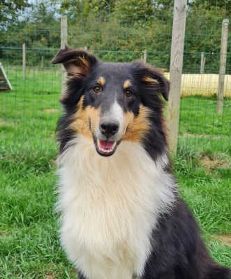 Les chiots de Shetland Sheepdog