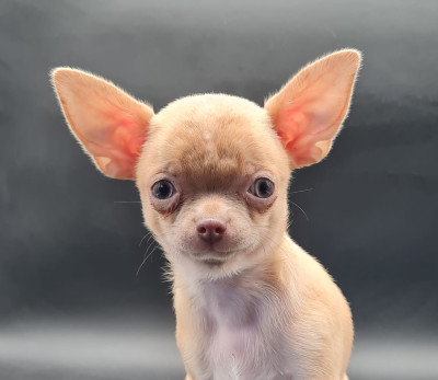 Les chiots de Chihuahua