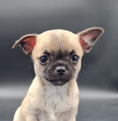 Les chiots de Chihuahua