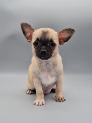 Les chiots de Chihuahua