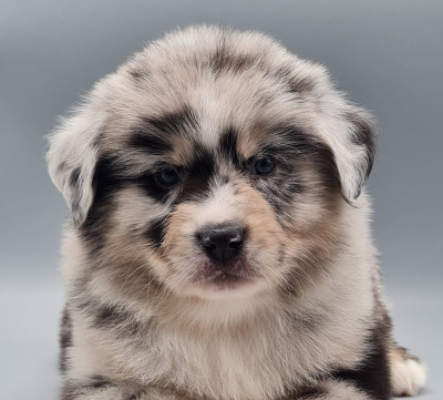 Les chiots de Berger Américain Miniature 