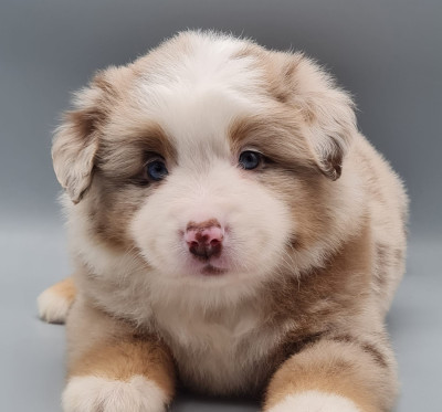 Les chiots de Berger Américain Miniature 
