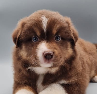 Les chiots de Berger Américain Miniature 