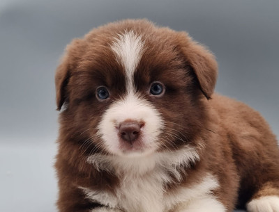 Les chiots de Berger Américain Miniature 