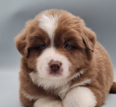 Les chiots de Berger Américain Miniature 