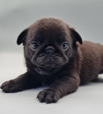 Les chiots de Carlin