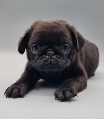 Les chiots de Carlin