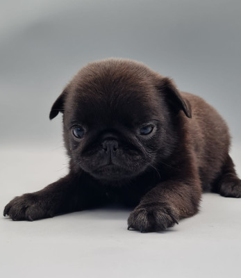 Les chiots de Carlin