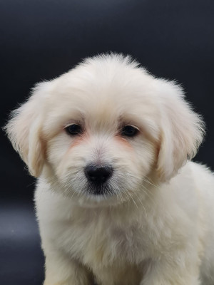 Les chiots de Coton de Tulear