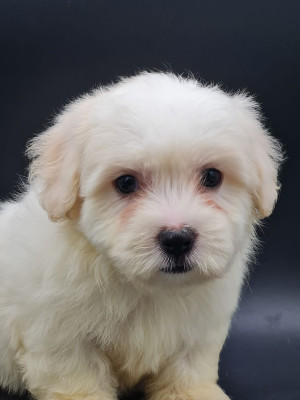 Les chiots de Coton de Tulear