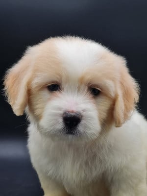 Les chiots de Coton de Tulear
