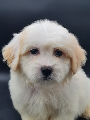 Les chiots de Coton de Tulear