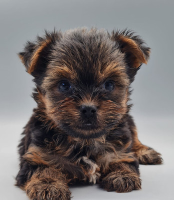 Les chiots de Yorkshire Terrier