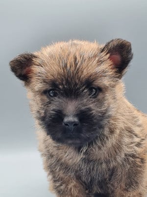 Les chiots de Cairn Terrier
