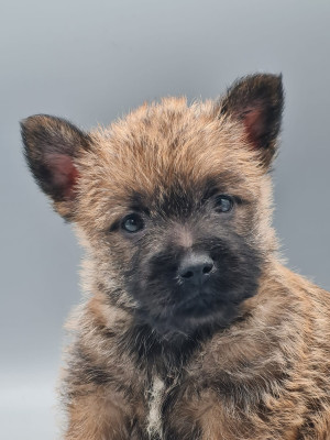 Les chiots de Cairn Terrier