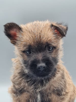 Les chiots de Cairn Terrier