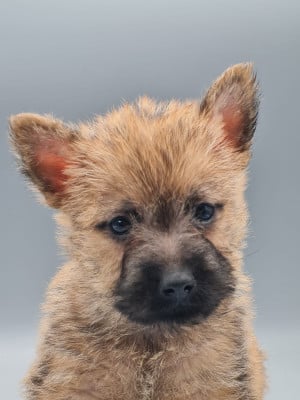 Les chiots de Cairn Terrier