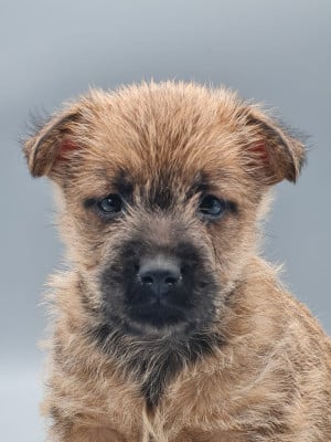 Les chiots de Cairn Terrier