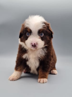 Les chiots de Berger Américain Miniature 