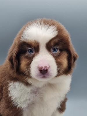 Les chiots de Berger Américain Miniature 