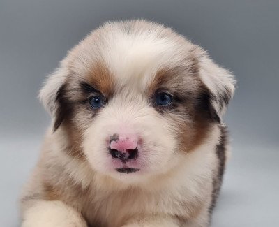 Les chiots de Berger Américain Miniature 
